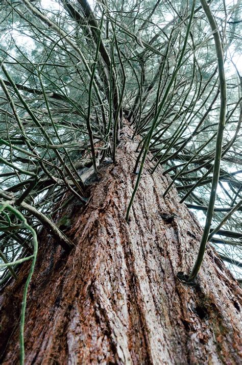 Sequoia tree – free photo on Barnimages