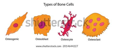 Types Bone Cells Biology Osteogenic Osteoblast Stock Vector (Royalty Free) 2014644227