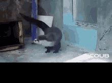 Otter GIF - Otter - Discover & Share GIFs