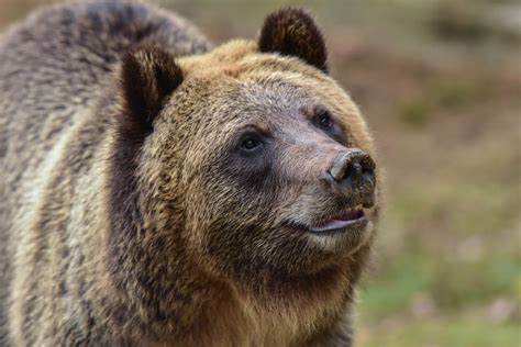 Brown Bear | The Maryland Zoo