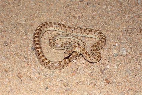 Glossy snake | Glossy Snake (Arizona elegans) Mojave Nationa… | Flickr