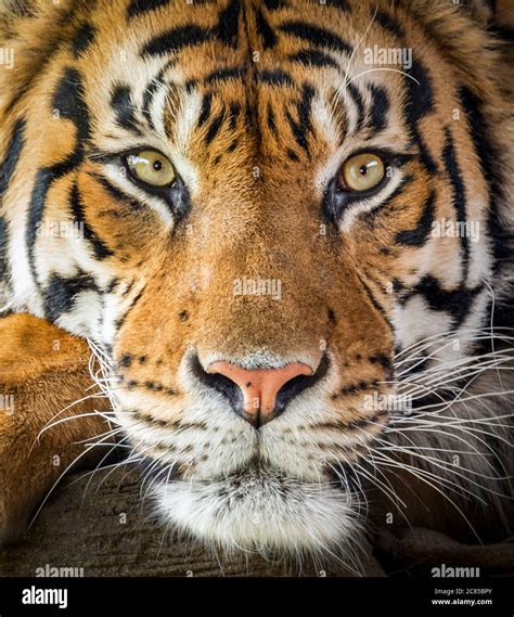 Male Sumatran tiger (close-up Stock Photo - Alamy