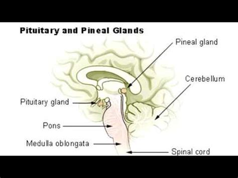 pineal gland calcification by race