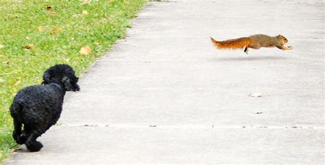 Gesha Chasing Squirrels | Explore Andrеi's photos on Flickr.… | Flickr - Photo Sharing!