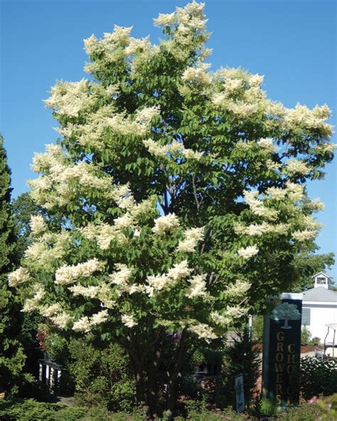 Ivory Silk Japanese Tree Lilac - Plant Guide