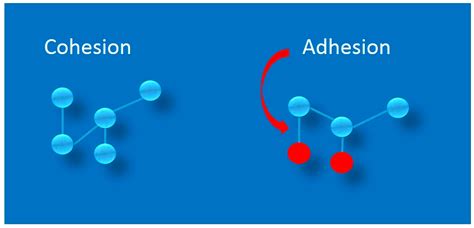 Adhesion - Biology Simple