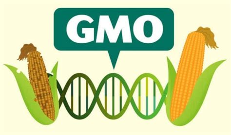 Genetically Modified Organisms, 8 Sincere Facts - MKExpress.net