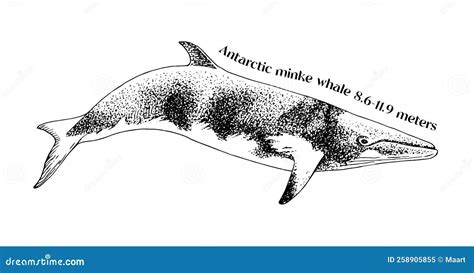 Hand Drawn Antarctic Minke Whale Cartoon Vector | CartoonDealer.com ...