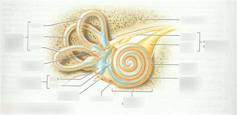 Membranous Labyrinth (Ear) Diagram | Quizlet