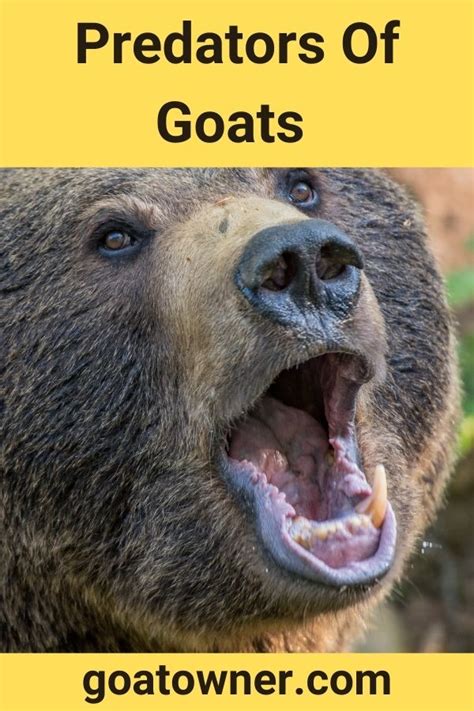 5 Predators Of Goats (Number 4 May Shock You!) - Goat Owner