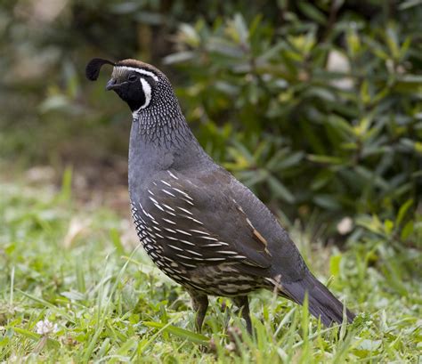 California quail | New Zealand Birds Online