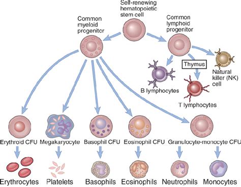 Myeloid And Lymphoid Lineage