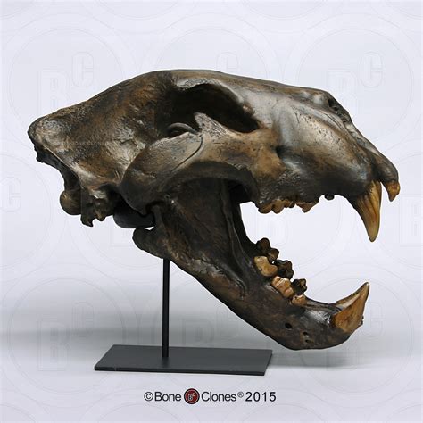 American Lion Skull Tarpit Finish - Bone Clones - Osteological ...