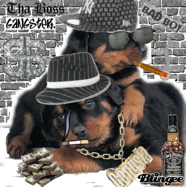 gangster dogs Picture #89016517 | Blingee.com