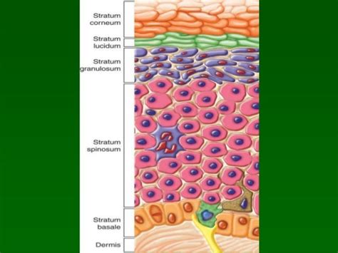 skin and appendages Histology