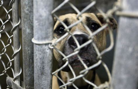 Starving animals found in Michigan home's walls - mlive.com