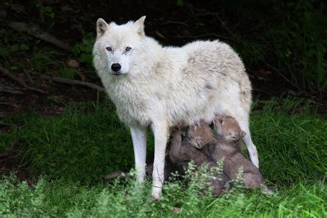 Arctic Wolf Pups Feeding by Jim Cumming