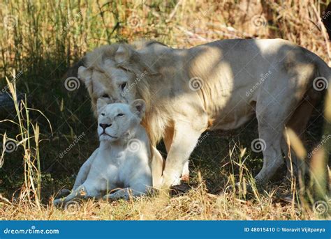 White lion stock photo. Image of dangerous, africa, outdoors - 48015410