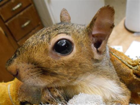 Squirrel Pox – FourWands Wildlife Rehabilitation