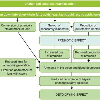 | Dose-dependent effects of lactulose (1). | Download Scientific Diagram