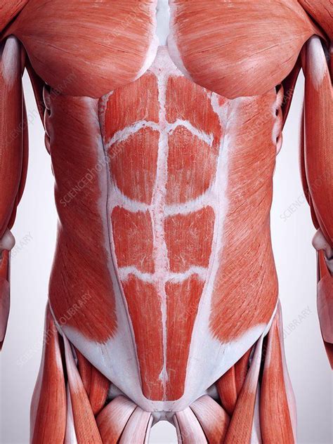 Illustration of the abdominal muscles - Stock Image - F023/4046 - Science Photo Library ...