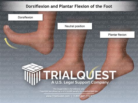 Dorsiflexon and Plantar Flexion of the Foot - TrialQuest Inc.