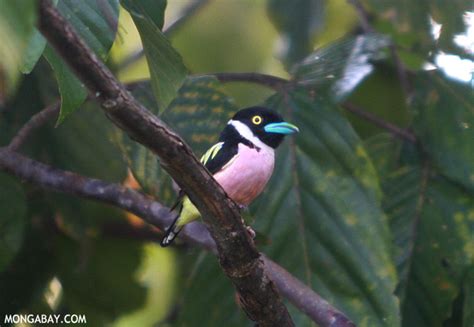 Myanmar's bird species count jumps to 1114 » Focusing on Wildlife