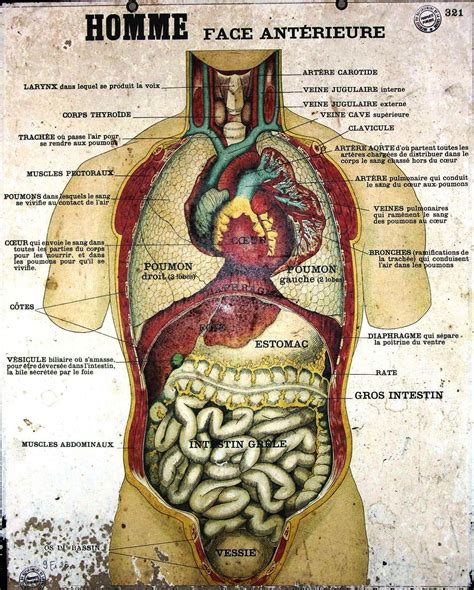 Anatomical Drawing Of Human Body - Abstract human body vector stock vector. Illustration of ...