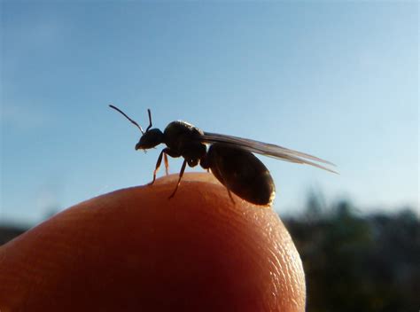 Urban Wildlife Jottings: Black ant nuptial flight