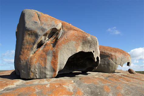 Kangaroo Island wildlife location in Australia, Asia | Wildlife Worldwide