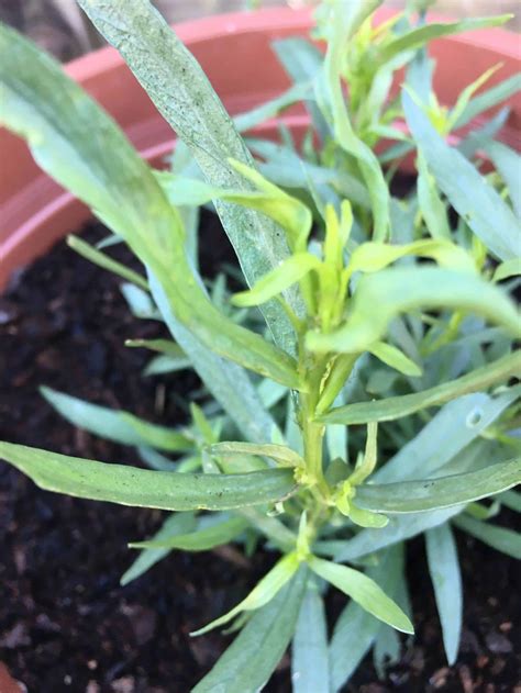 Growing Tarragon Outside in the UK - Homegrown Herb Garden