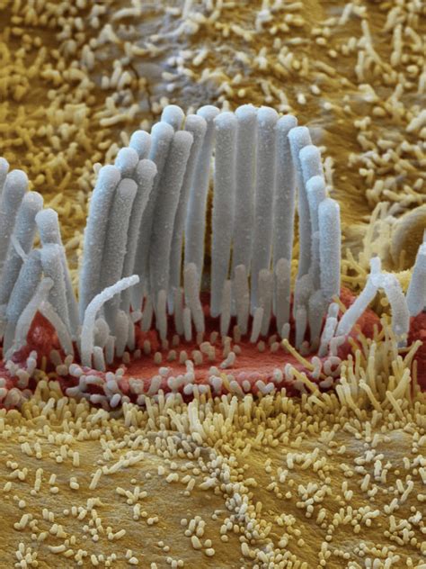 Cochlea Inner Hair Cells, Sem Photograph by Oliver Meckes EYE OF ...