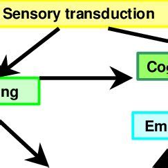 The perceptual process | Download Scientific Diagram