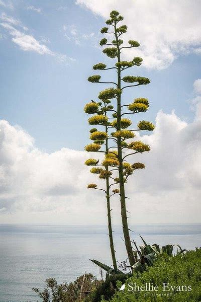 Agave americana (American Aloe, American Century Plant, Century Plant, Maguey, Mexican Soap ...