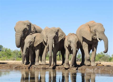 What Is A Group Of Elephants Called? Fun Animal Facts For Kids | Kidadl