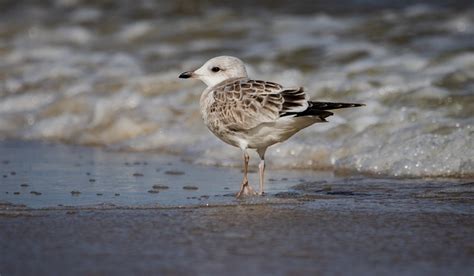 Baltic Sea Gull Beach - Free photo on Pixabay - Pixabay