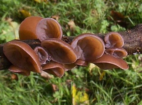 AURICULARIA AURICULA-JUDAE PDF