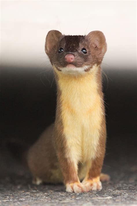 Weasel (Mustela spp.). Photo by Lisa Sproat. #weasel | Cute animals, Cute ferrets, Animals wild