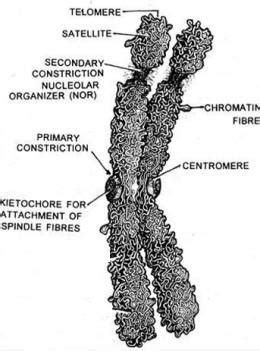 Structure of metaphase chromosome ~ Biology Exams 4 U | Chromosome ...