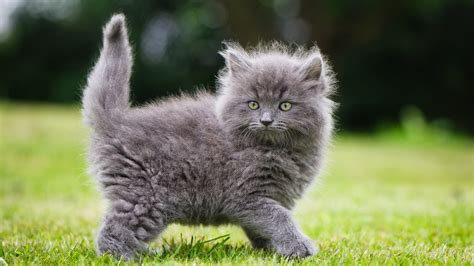 Wallpaper ID: 1838964 / cat, 1080P, cute, kitty, grass free download