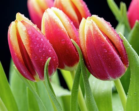 Tulips with Raindrops Photograph by John Rodrigues - Fine Art America