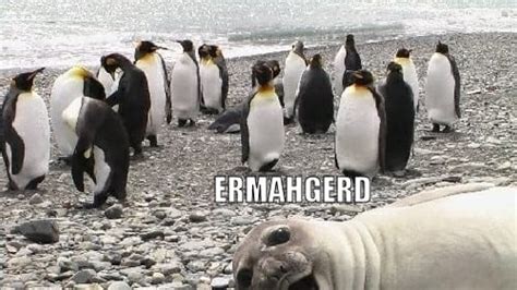 Meme of the Week: Ermahgerd! Animals!