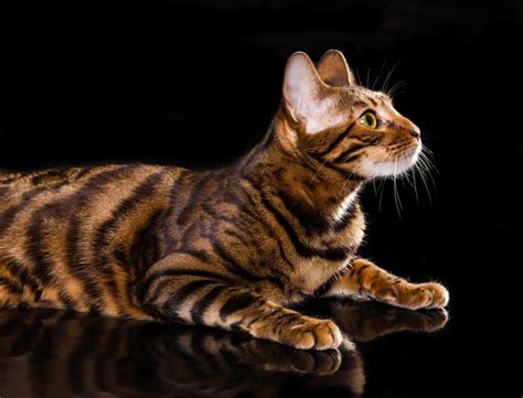 Toyger Cat: Breed Information & Overview | Bengalcats.co