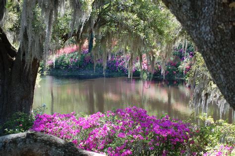 The Beauty of the Old Southern Gardens | Southern garden, Beautiful ...