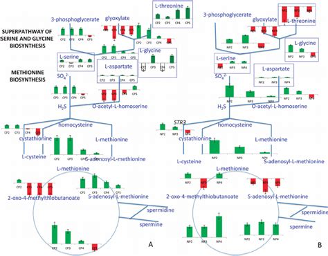 Dynamic response in the superpathway of serine and glycine and the... | Download Scientific Diagram