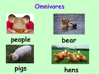 ANIMAL'S: Omnivores