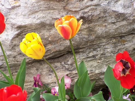 Tulip Mania Free Photo Download | FreeImages