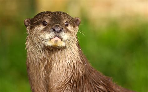 Download Animal Otter HD Wallpaper