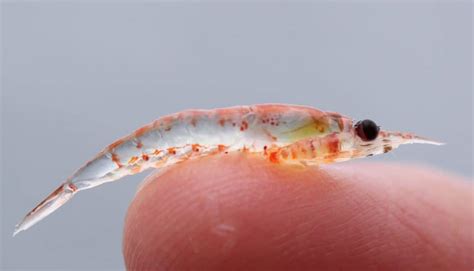 What Do Krill Eat? (Diet & Facts)