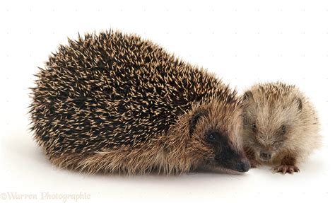 Mother and baby Hedgehog photo WP39450